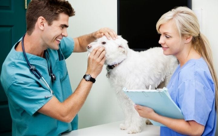 Veterinary Doctor VS. Veterinary Technician 1 I Love Veterinary - Blog for Veterinarians, Vet Techs, Students vet tech and vet examining a dog, I Love Veterinary