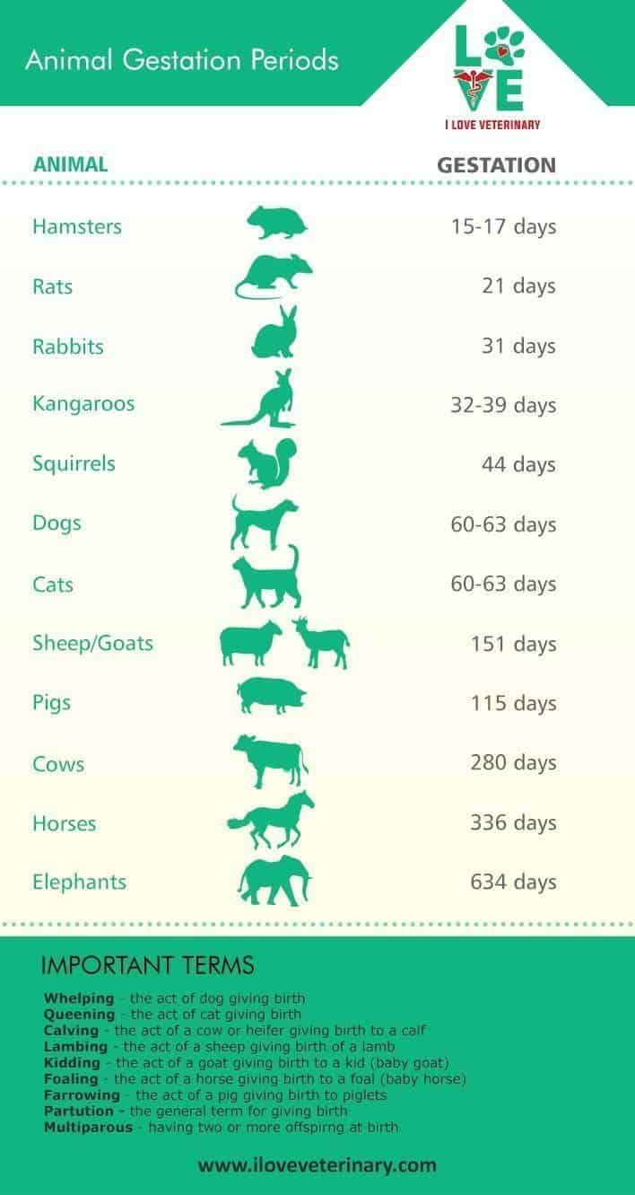 12 períodos de gestación de los animales 10 Me encanta la veterinaria - Blog para veterinarios, técnicos veterinarios y estudiantes Infografía de medicina veterinaria sobre los períodos de gestación de los animales