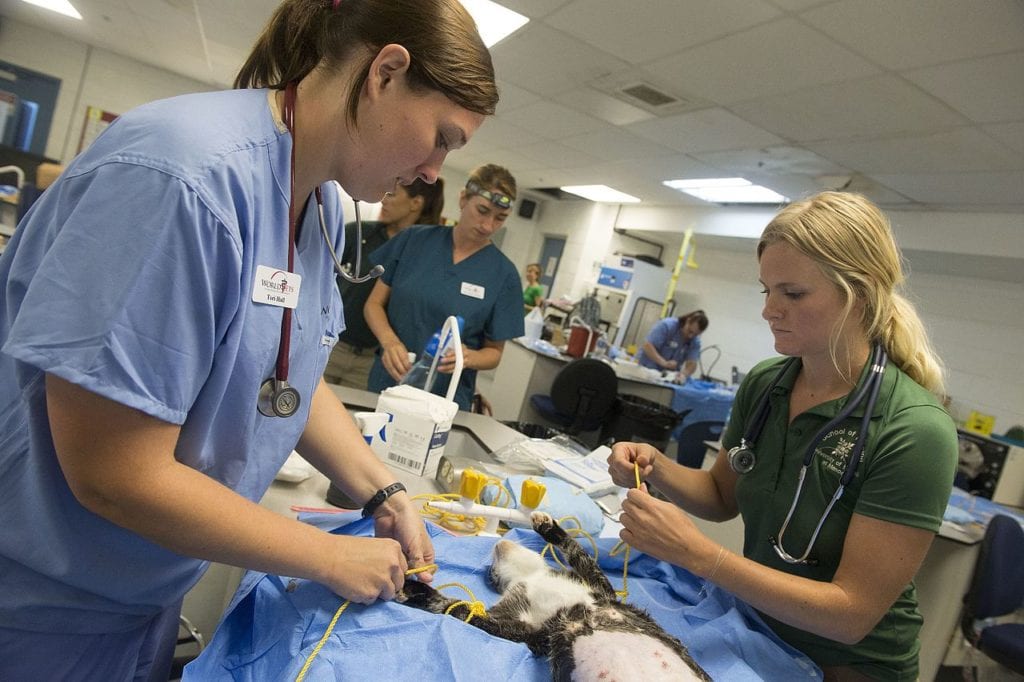 National Association of Veterinary Technicians in America (NAVTA) 5 I Love Veterinary - Blog for Veterinarians, Vet Techs, Students Veterinary technicians preparing a cat for surgery