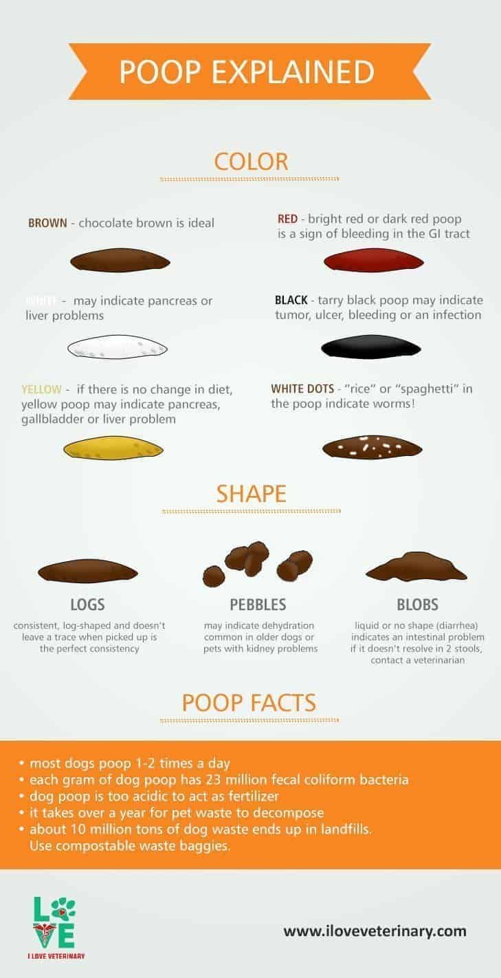 what colour should a dogs poop be