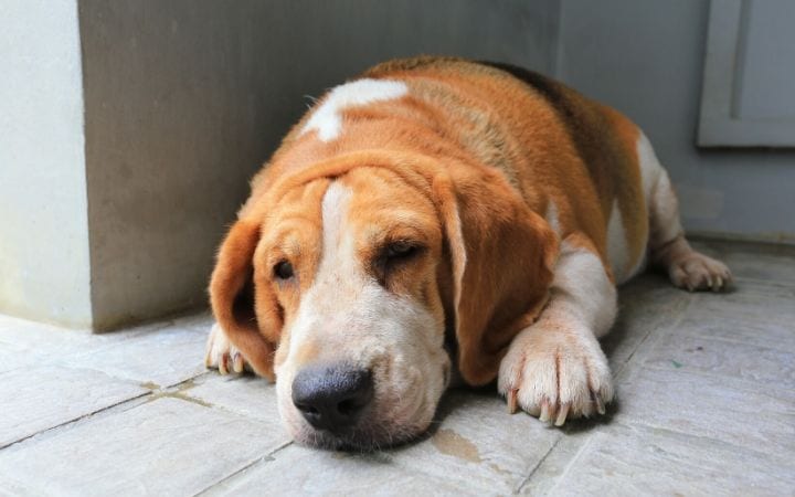 Myasthenia Gravis in Dogs 3 I Love Veterinary - Blog for Veterinarians, Vet Techs, Students obese dog I love veterinary