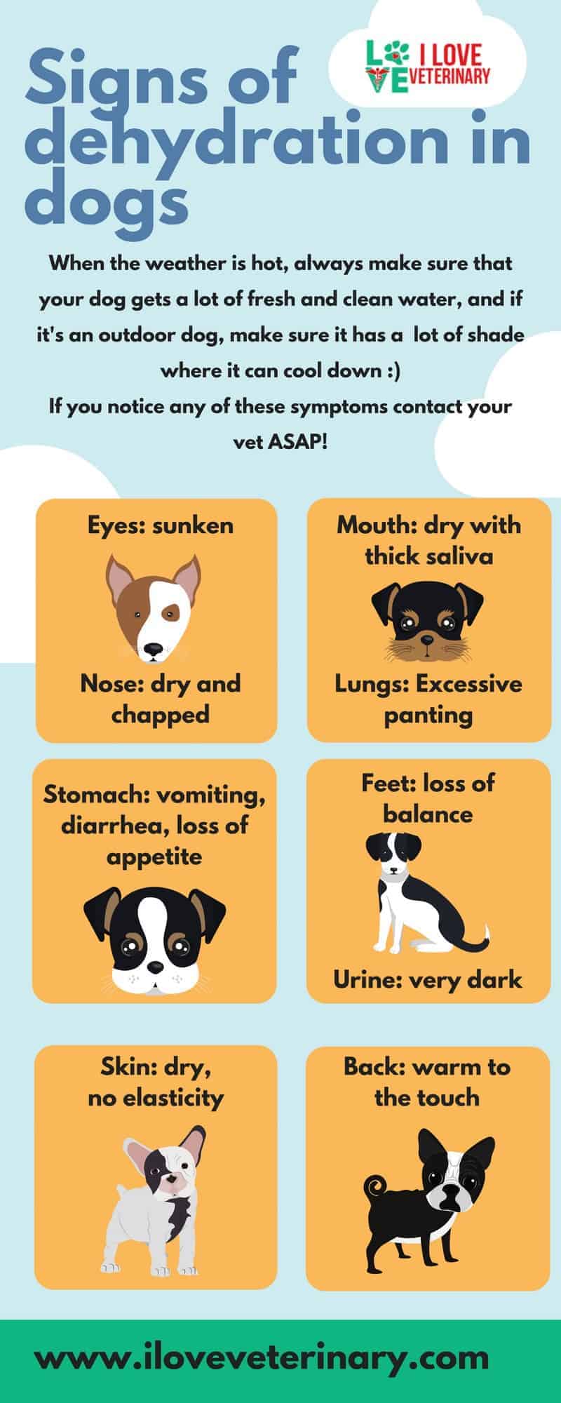 how can you tell if a dog is dehydrated and throwing up