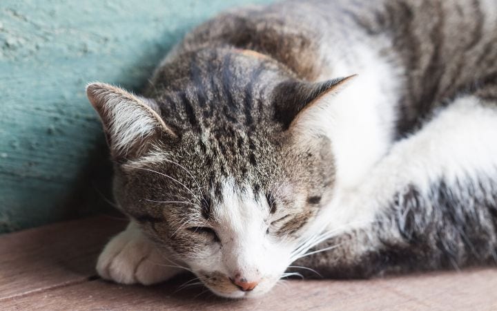 Kat veroorzaakt symptomen Diagnose Behandeling Ik ben dol op dierenartsen