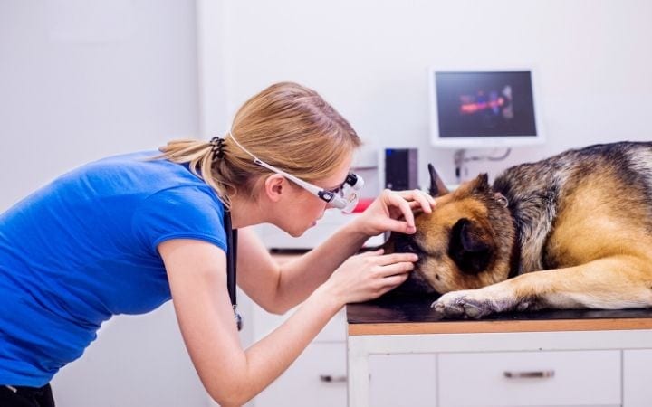 Conjunctivitis in Dogs - Can Dogs Get Pink Eye? 1 I Love Veterinary - Blog for Veterinarians, Vet Techs, Students Can dogs get pink eye