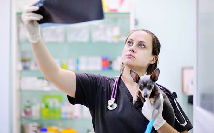 Ascites in Dogs - Causes, Symptoms, Diagnosis and Treatment 3 I Love Veterinary - Blog for Veterinarians, Vet Techs, Students Diagnosing symptoms of ascites with x-rays - I Love Veterinary