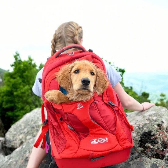 expandir Suave A la verdad Las 10 mejores mochilas para perros para hacer senderismo, caminar o viajar  en 2023 - I Love Veterinary