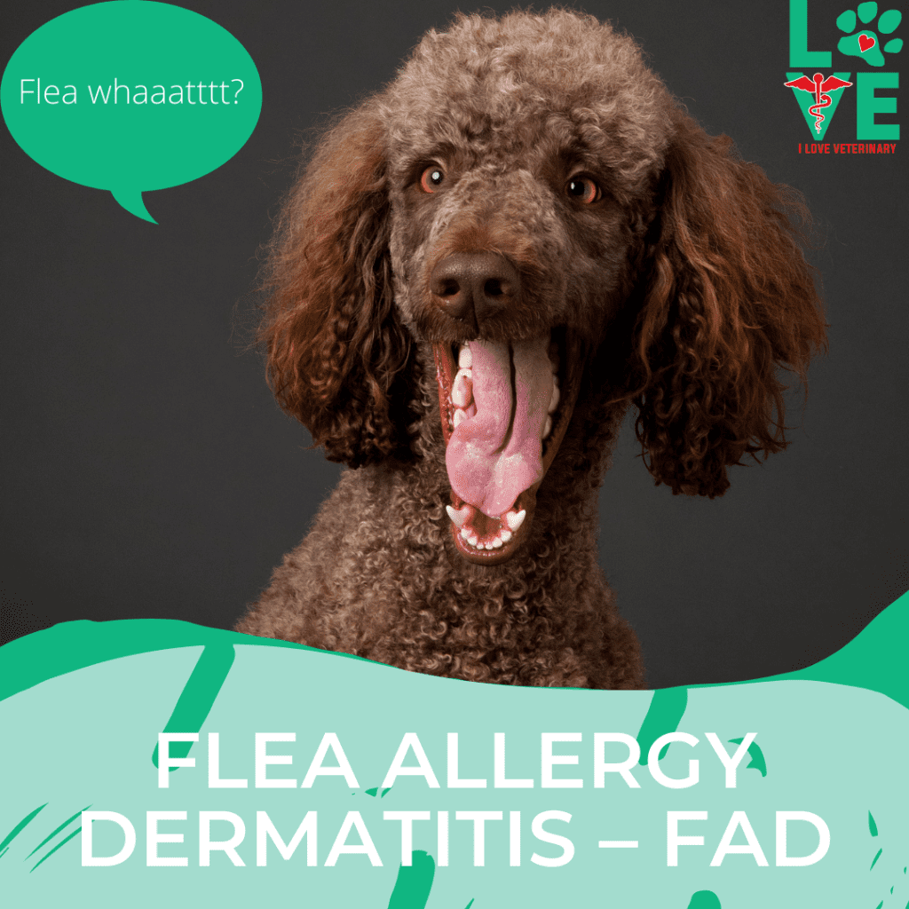Flea Allergy Dermatitis – FAD 2 I Love Veterinary - Blog for Veterinarians, Vet Techs, Students Flea Allergy Dermatitis in – FAD