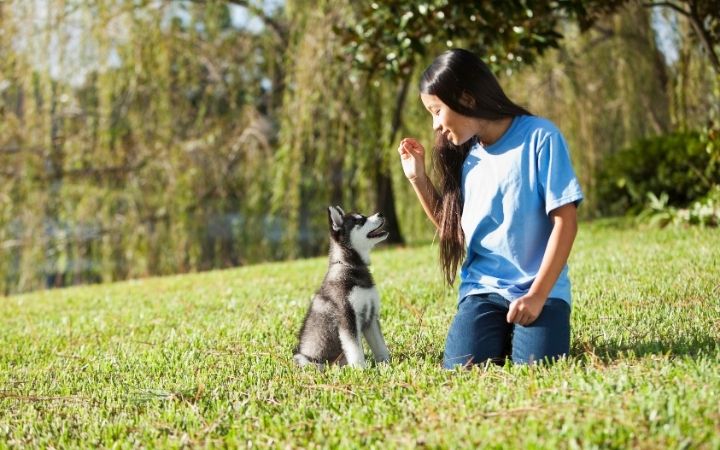 Celebrating National Train Your Dog Month - January 4 I Love Veterinary - Blog for Veterinarians, Vet Techs, Students Girl training puppy in park