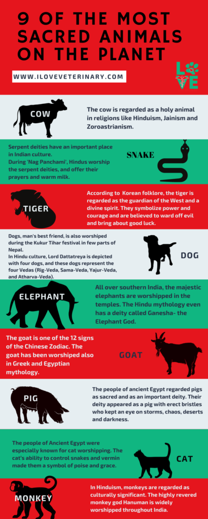 9 of The Most Sacred Animals on the Planet - I Love Veterinary