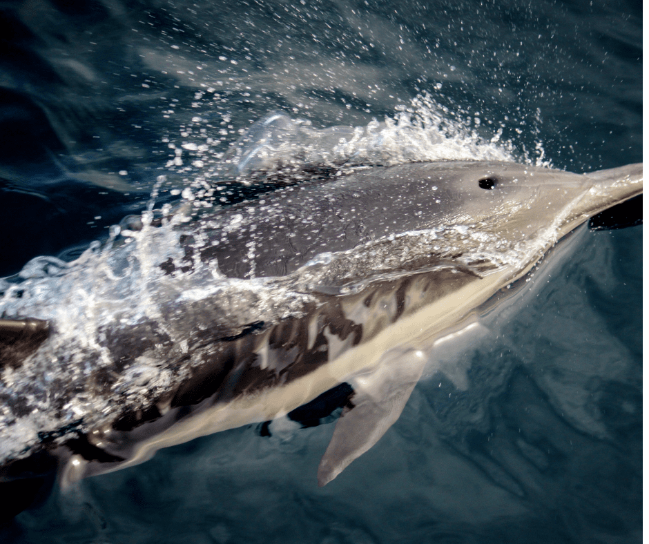 National Dolphin Day - April 14 7 I Love Veterinary - Blog for Veterinarians, Vet Techs, Students common dolphin playing in the surf next to a boat