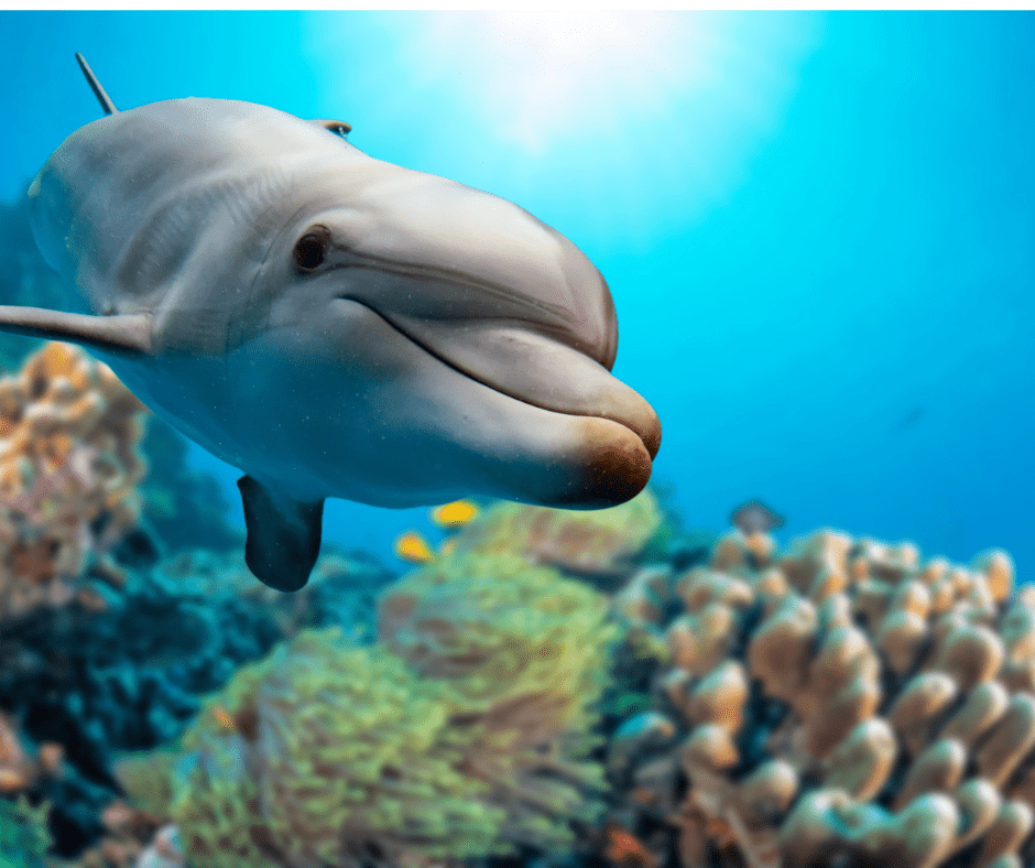 National Dolphin Day - April 14 1 I Love Veterinary - Blog for Veterinarians, Vet Techs, Students National dolphin day