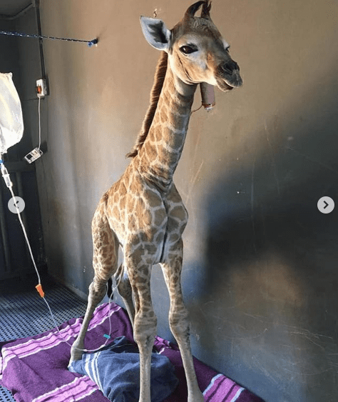 Interview with Dr. Chloe Buiting 5 I Love Veterinary - Blog for Veterinarians, Vet Techs, Students Baby giraffe as a Dr. Chloe Buiting's patient -I Love Veterianry