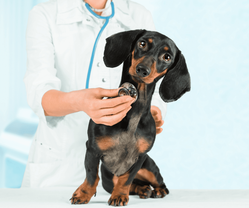 Can Dogs Eat Chicken Bones? 4 I Love Veterinary - Blog for Veterinarians, Vet Techs, Students vet examining a black dachshund