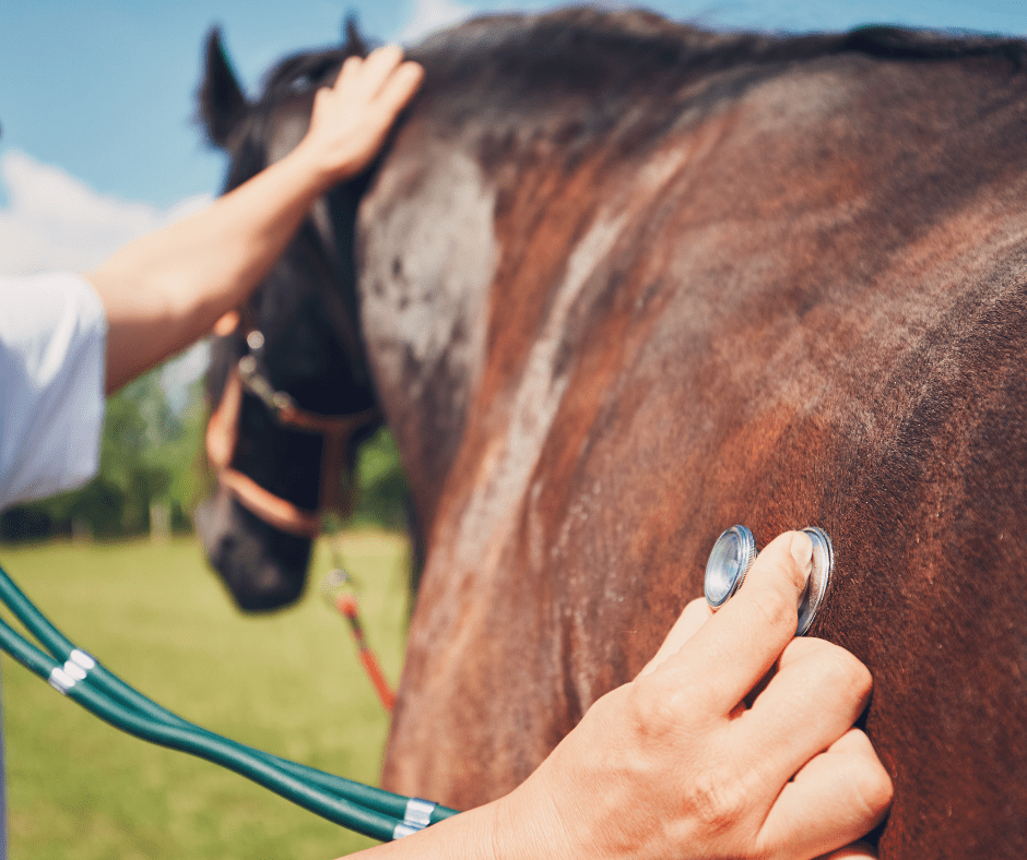 Top 5 Vet Med Schools in Europe 2 I Love Veterinary - Blog for Veterinarians, Vet Techs, Students veterinary student examining a horse
