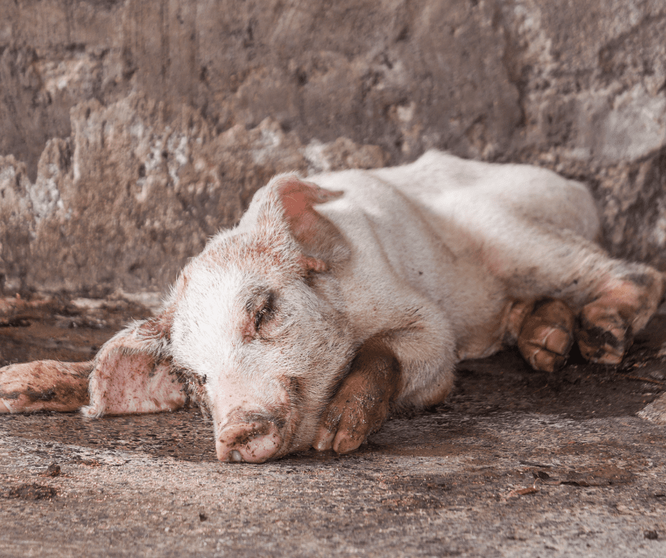 Swine Erysipelas - Transmission, Detection, Treatment, and Prevention 2 I Love Veterinary - Blog for Veterinarians, Vet Techs, Students young piglet that is very sick