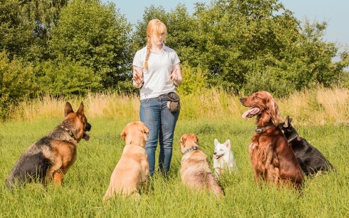 How to Become a Dog Trainer - I Love Veterinary