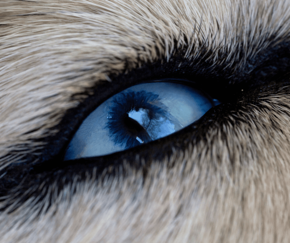 Pannus in Dogs 1 I Love Veterinary - Blog for Veterinarians, Vet Techs, Students pannus in dogs