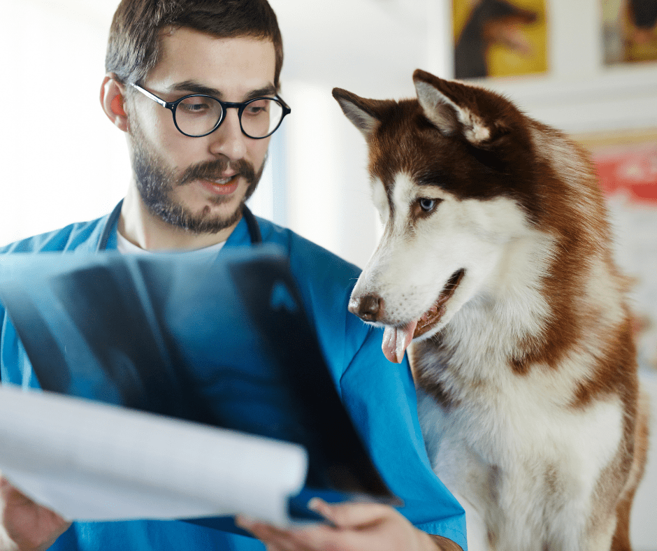 What Are The Recognized Veterinary Specialists? 3 I Love Veterinary - Blog for Veterinarians, Vet Techs, Students veterinary radiologist showing xrays to an alaskan malamute