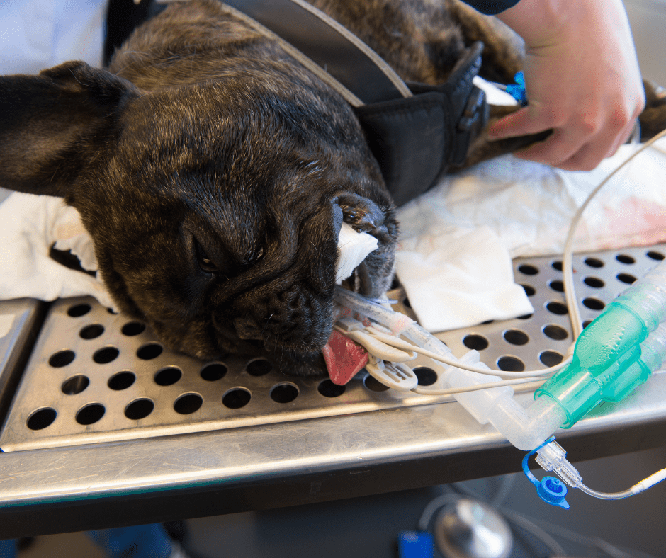 Portosystemic Shunt in Dogs - What to Watch Out For 3 I Love Veterinary - Blog for Veterinarians, Vet Techs, Students boston terrier being prepared for surgery