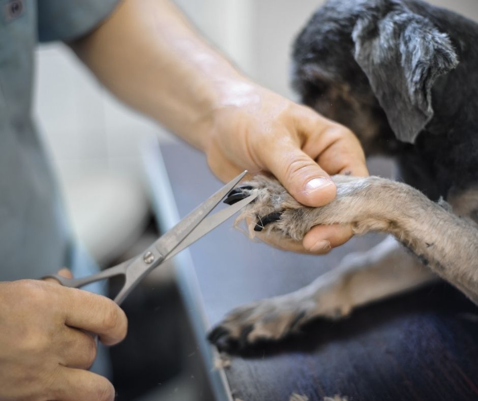 How To Cut Dog Nails - I Love Veterinary