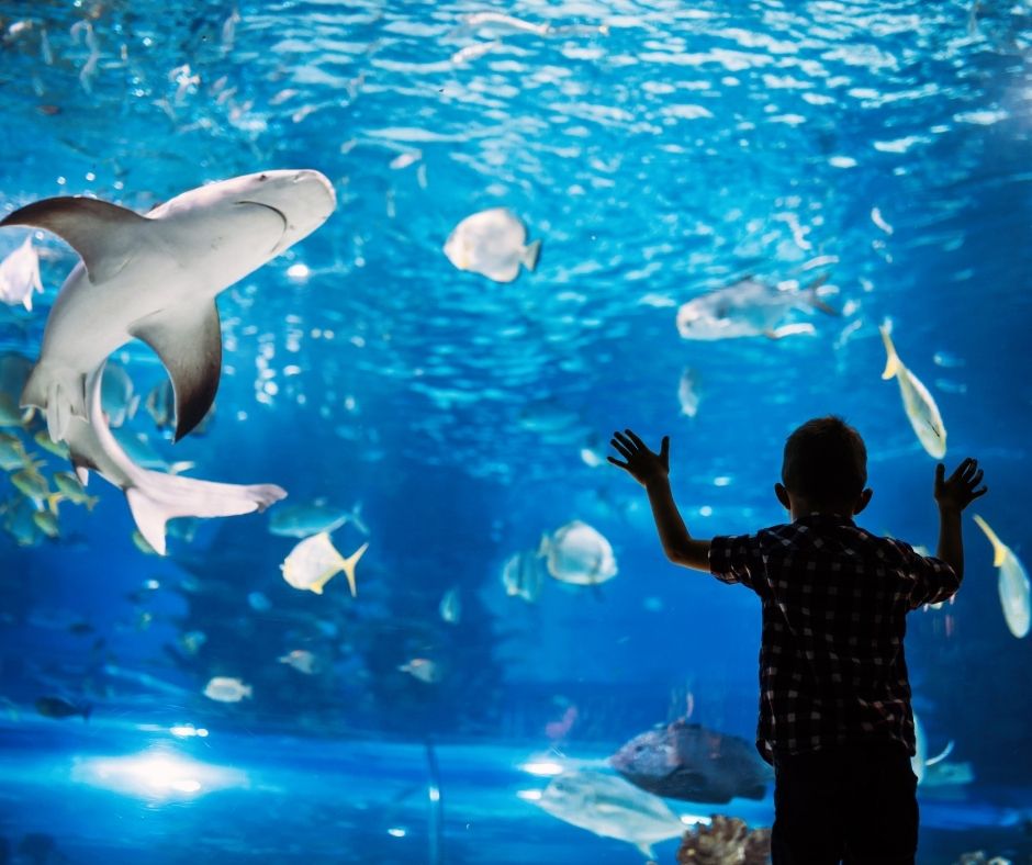 The Best Aquariums In The World 1 I Love Veterinary - Blog for Veterinarians, Vet Techs, Students best aquariums in the world