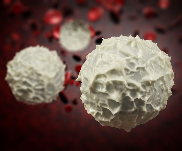 Canine White Blood Cells 1 I Love Veterinary - Blog for Veterinarians, Vet Techs, Students canine white blood cells under a microscope
