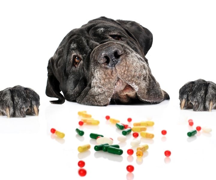The 11 Best Probiotics For Dogs And Their BENEFITS 2023 - I Love Veterinary