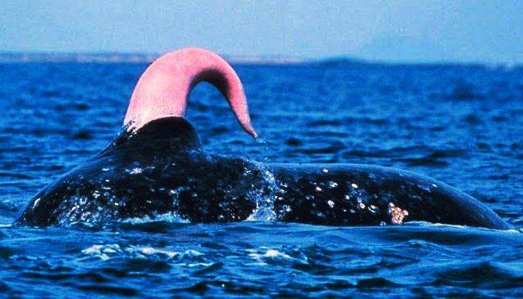 About The Blue Whale Penis and Other Animal Penises 1 I Love Veterinary - Blog for Veterinarians, Vet Techs, Students blue whale penis