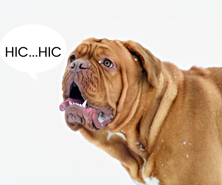 The Dang Dog Hiccups - Why it Happens and How to Stop Them! 1 I Love Veterinary - Blog for Veterinarians, Vet Techs, Students dog hiccups