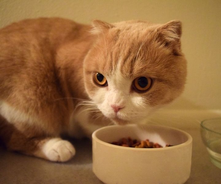 12 Best Cat Food Bowls (Plus Water) ALL LIFE STAGES 1 I Love Veterinary - Blog for Veterinarians, Vet Techs, Students best cat bowls