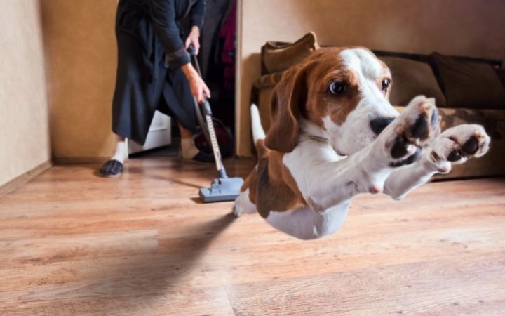 7 Best Vacuum Cleaners For Pet Hair THIS Year 1 I Love Veterinary - Blog for Veterinarians, Vet Techs, Students best vacuum cleaners for pet hair