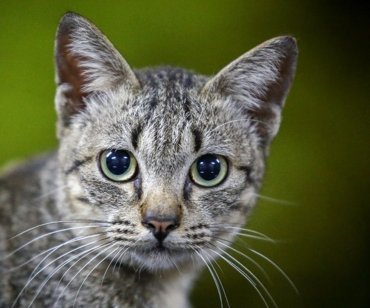 Feline Coronavirus and Feline Infectious Peritonitis 1 I Love Veterinary - Blog for Veterinarians, Vet Techs, Students grey and white striped cat