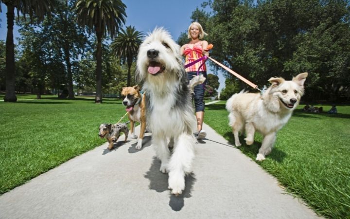 Dog Grooming Tips 4 I Love Veterinary - Blog for Veterinarians, Vet Techs, Students dog walker walking dogs
