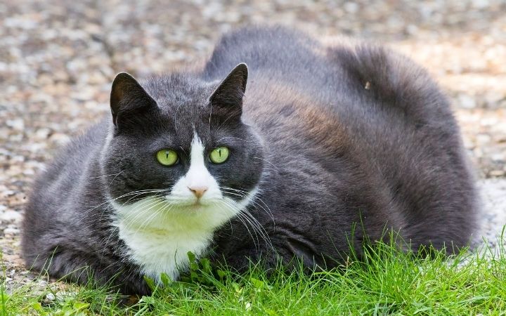 Dealing With Difficult Clients That Are Oblivious 2 I Love Veterinary - Blog for Veterinarians, Vet Techs, Students obese black and white cat