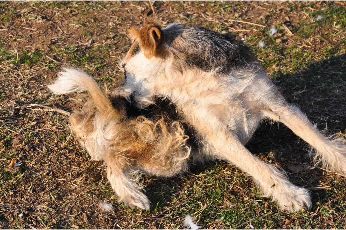 Flea Dirt on Pets- REASONS to be Alarmed 1 I Love Veterinary - Blog for Veterinarians, Vet Techs, Students Dog scratching fleas