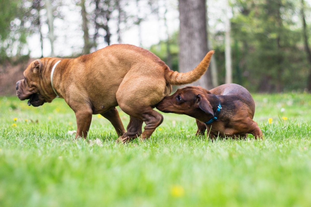 what are the stages of a dog in heat