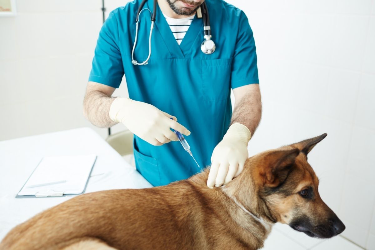 The Cytopoint Injection For Dogs 1 I Love Veterinary - Blog for Veterinarians, Vet Techs, Students Injection for dog