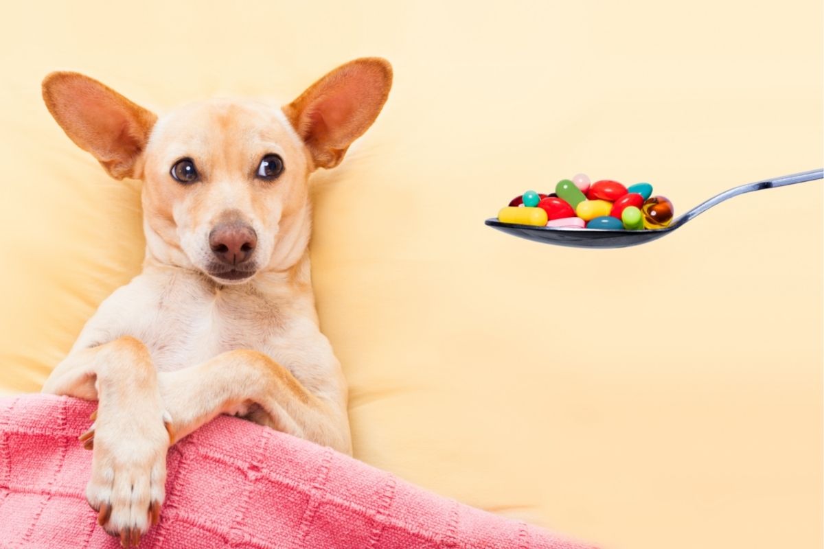 Teknologi kaste støv i øjnene Duplikering Cerenia für Hunde. Was ist das und wofür ist es? - Ich liebe Tierarzt