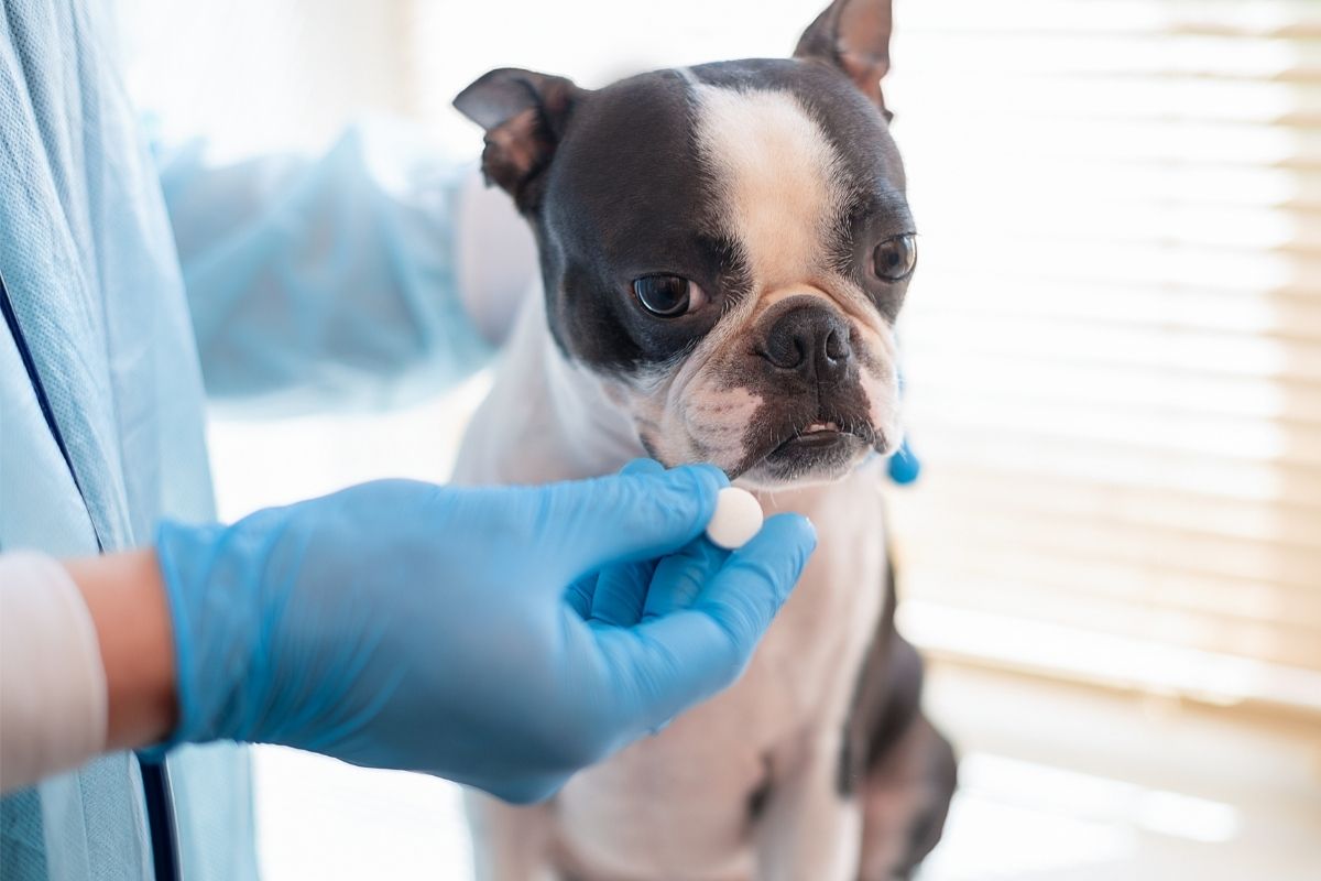 Evans Syndrome in Dogs (IMHA) 3 I Love Veterinary - Blog for Veterinarians, Vet Techs, Students Veterinarian Is Holding Dog and Giving Pill