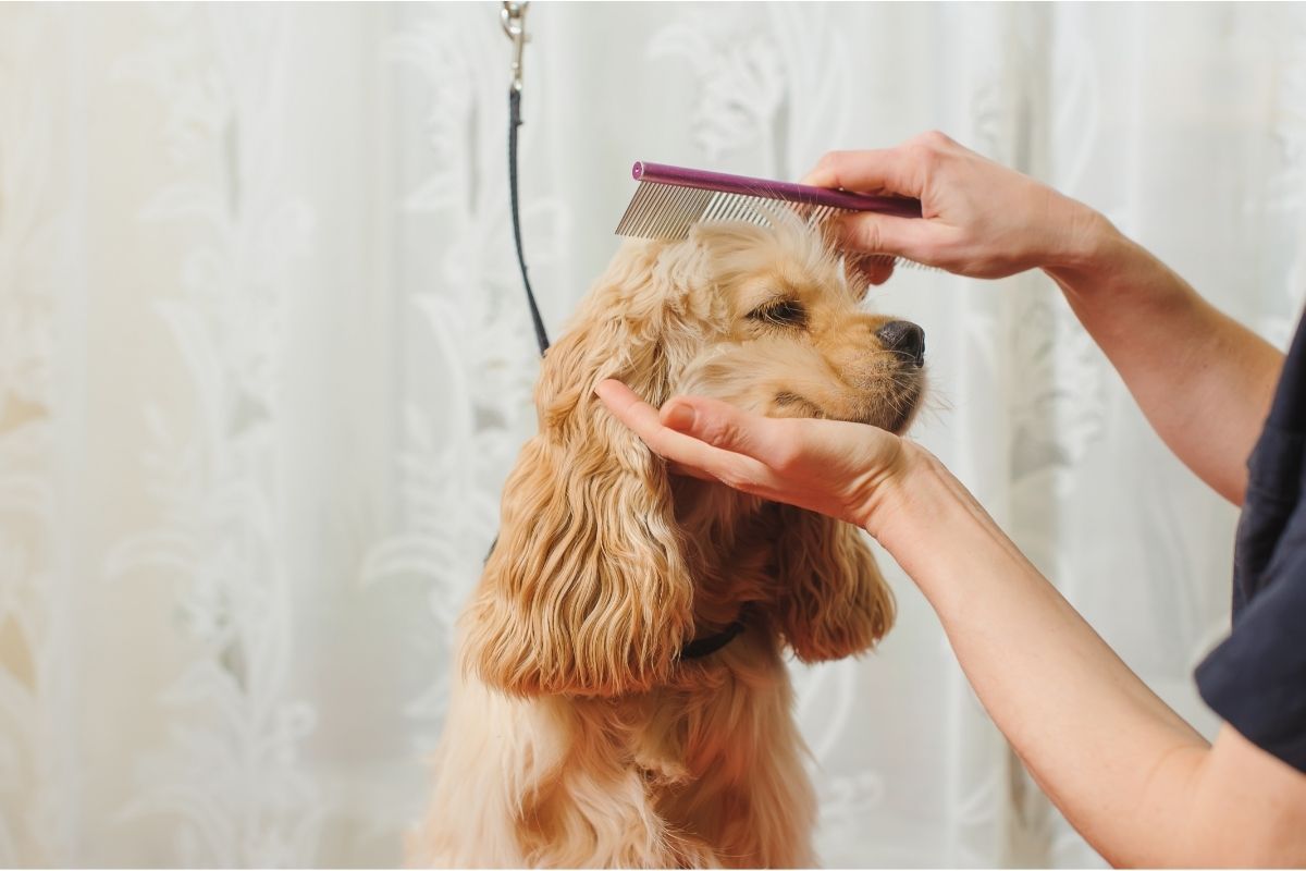 Why Does My Dog Have Dandruff? 3 I Love Veterinary - Blog for Veterinarians, Vet Techs, Students dog grooming