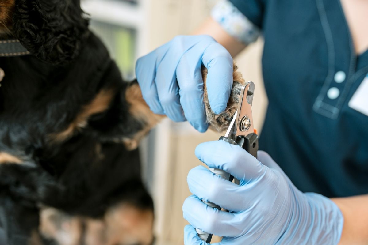 Dog Nail Bed Infections - What You SHOULD Know 2 I Love Veterinary - Blog for Veterinarians, Vet Techs, Students Veterinarian Clipping Dog Nails