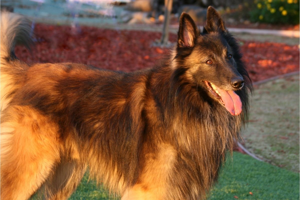 Our List Of The TOP 20 Smartest Dog Breeds 2 I Love Veterinary - Blog for Veterinarians, Vet Techs, Students Belgian Tervuren
