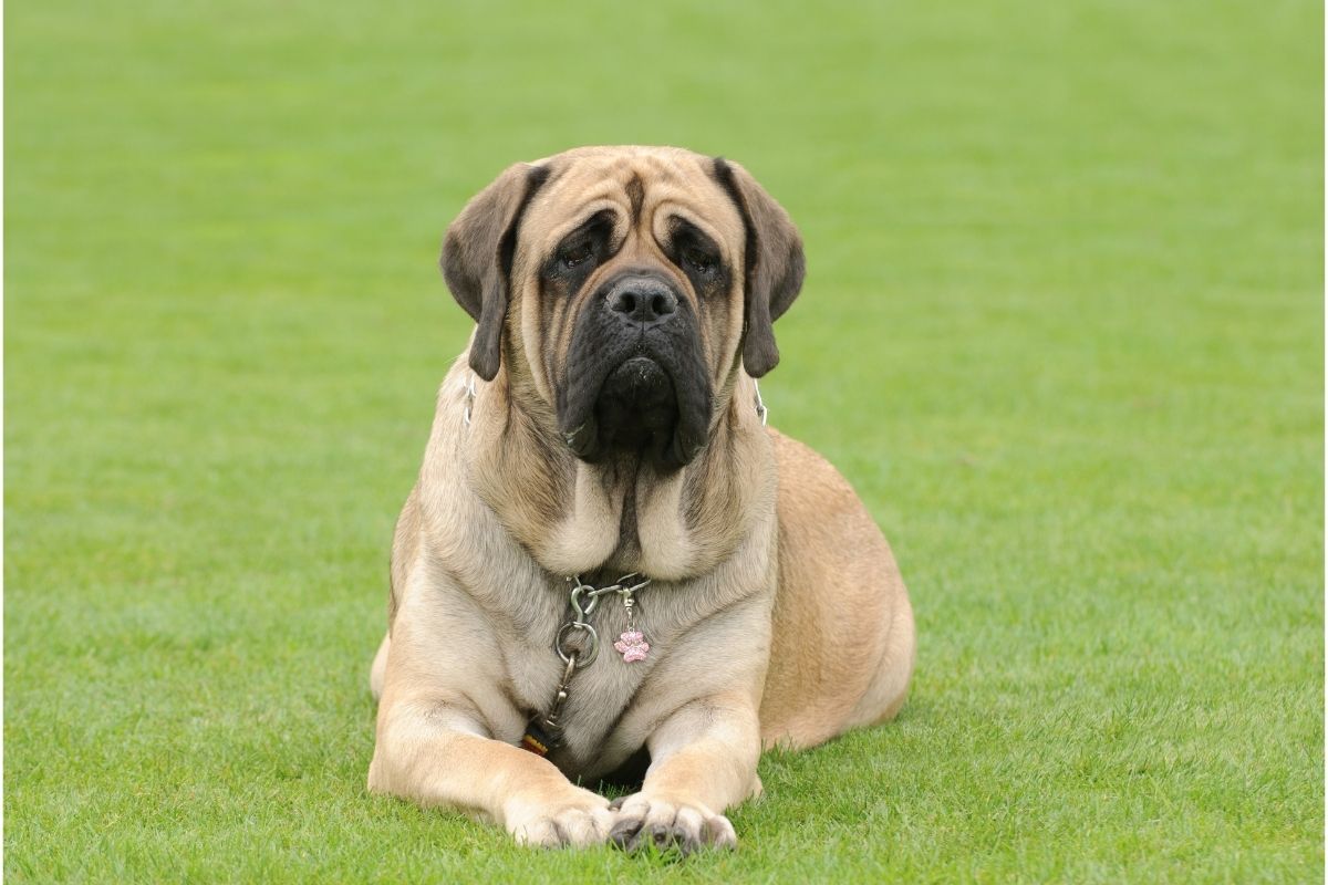 Deep-Chested Dog Breeds Under the Microscope 3 I Love Veterinary - Blog for Veterinarians, Vet Techs, Students English Mastiff