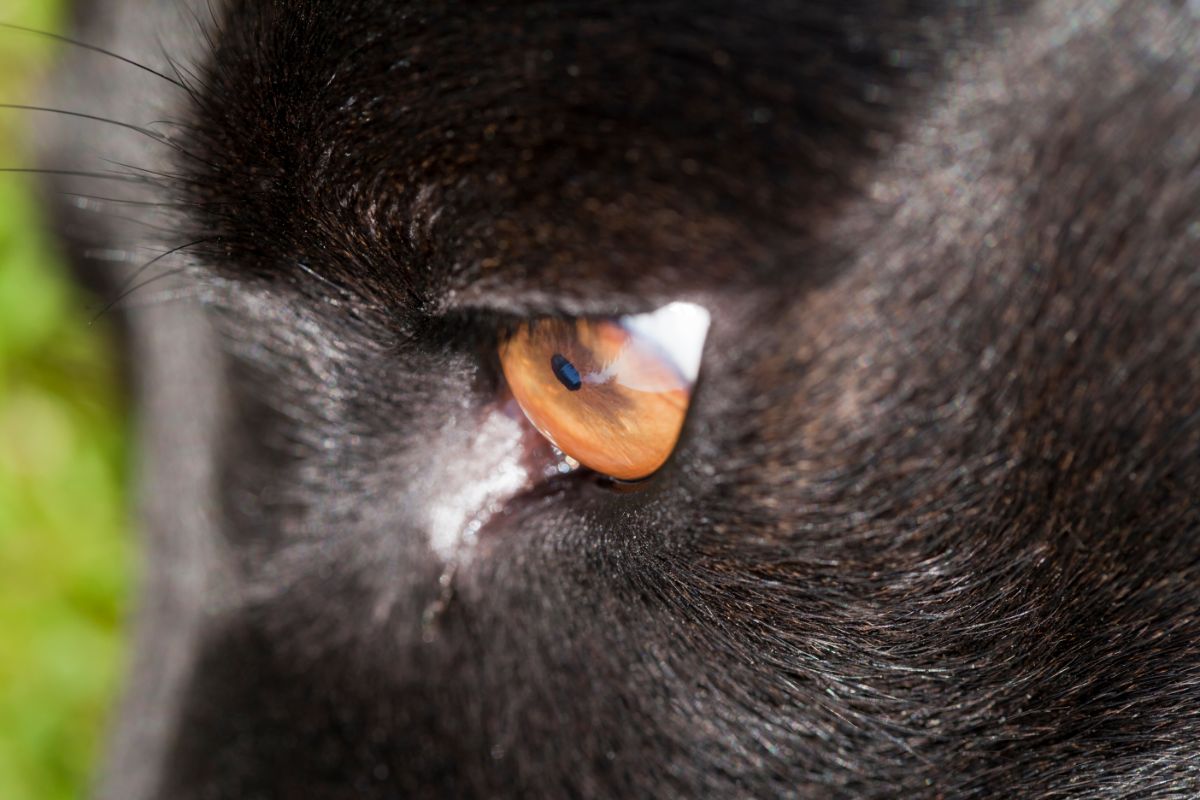 What is Uveitis in Dogs? Etiology and MORE 3 I Love Veterinary - Blog for Veterinarians, Vet Techs, Students Dog eye