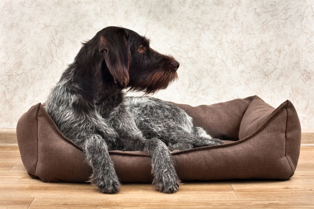 Help! I Need the Best Dog Bed for Chewers (8 OPTIONS) 8 I Love Veterinary - Blog for Veterinarians, Vet Techs, Students Dog lying on a dog bed