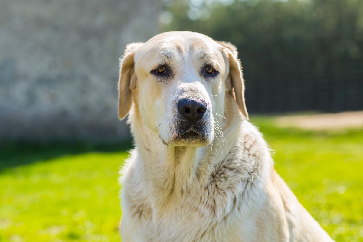 WHAT is Hydrocephalus in Dogs? - I Love Veterinary WHAT is Hydrocephalus in Dogs? - I Love Veterinary