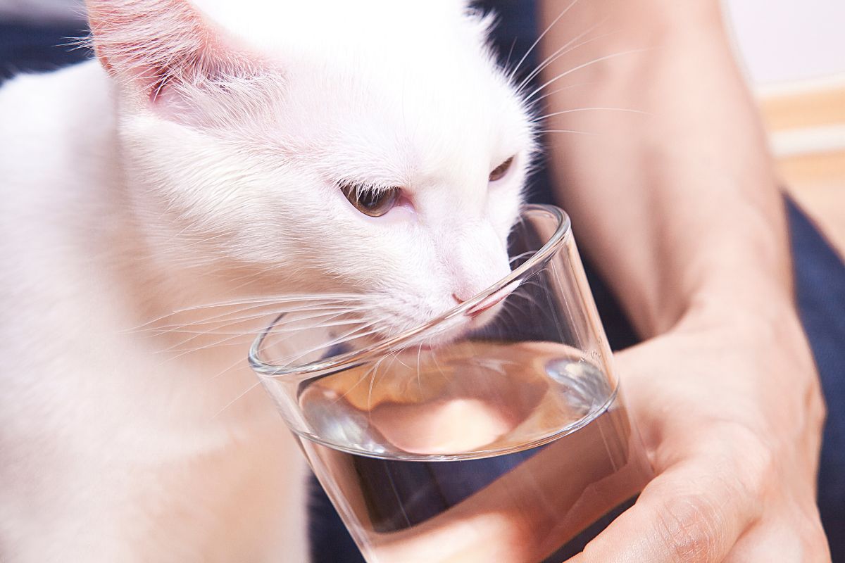 Creating Awareness: Why Do Cats Drool? 3 I Love Veterinary - Blog for Veterinarians, Vet Techs, Students Cat drinking water with help