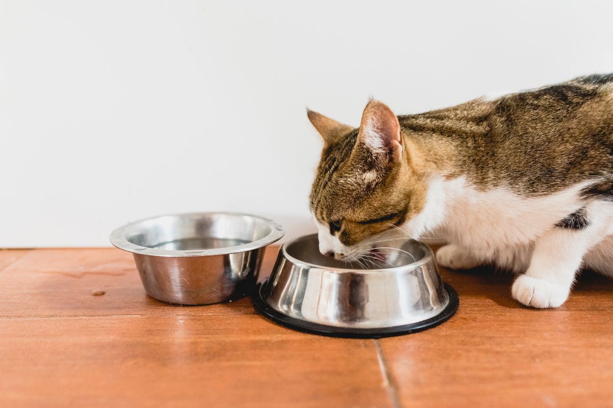 Tigela para gatos de alimentação lenta (6 avaliações com sucesso  comprovado) - Eu amo veterinária