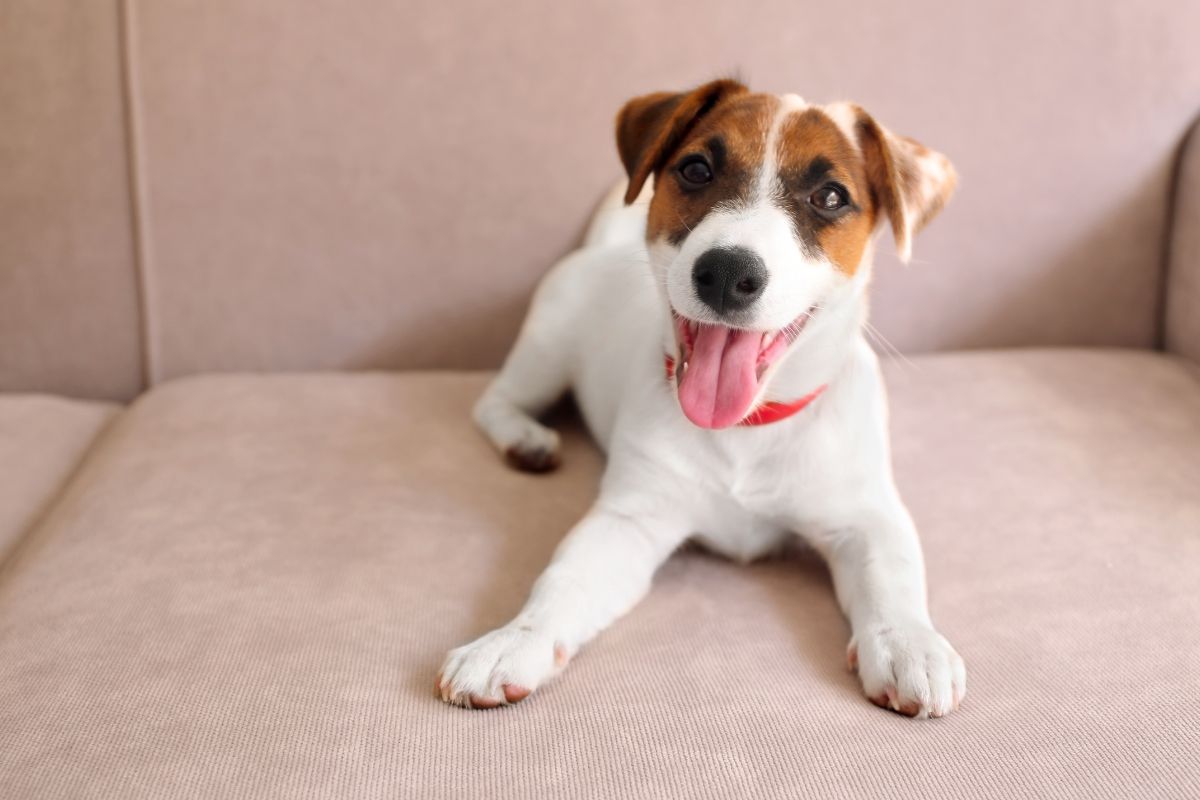 No One Talks About HGE in Dogs! But We Will Today! 2 I Love Veterinary - Blog for Veterinarians, Vet Techs, Students Cute dog on couch
