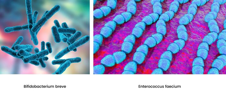 Bifidobacterium breve
Enterococcus faecium